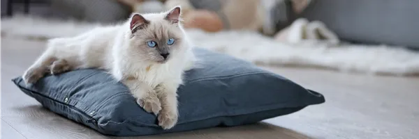 Catégorie Chat