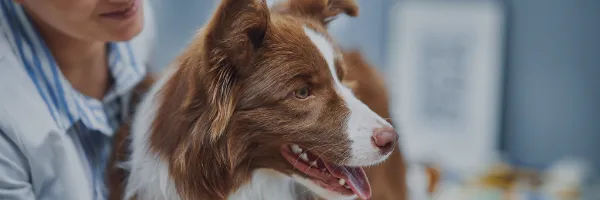 Catégorie Chien