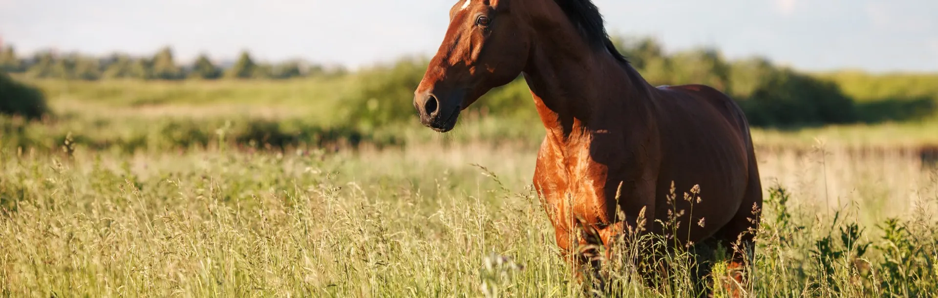 Chevaux galopant au coucher du soleil - Services vétérinaires équins Chevaux galopant au coucher du soleil - Services vétérinaires équins