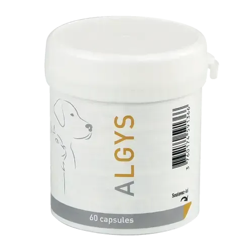 ALGYS - Image 2