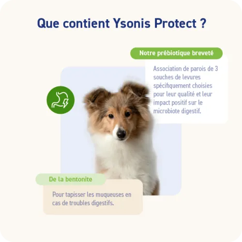 YSONIS PROTECT - Image 2