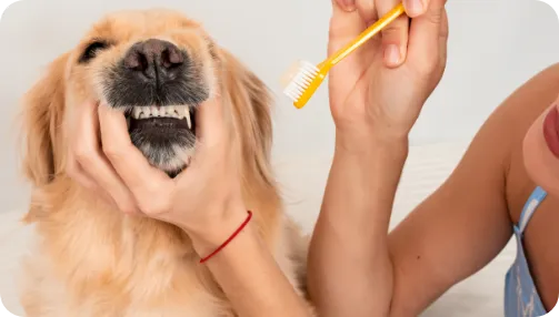 L'astuce Maline Pour Votre Chien