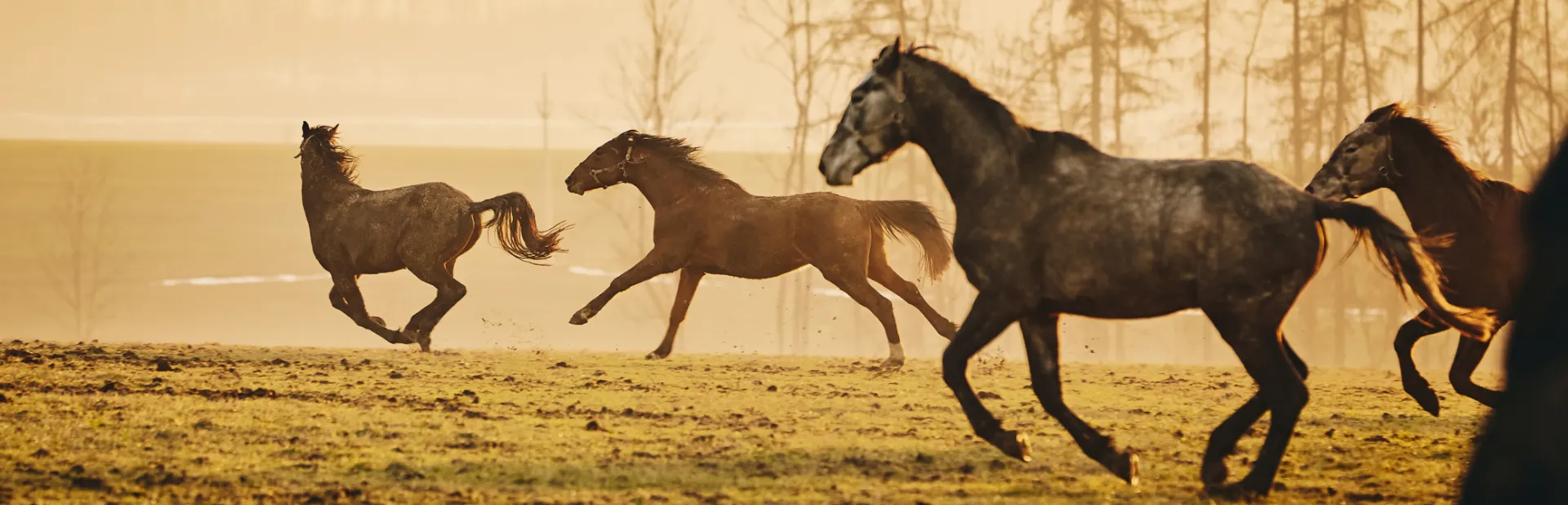 Chevaux galopant au coucher du soleil - Services vétérinaires équins