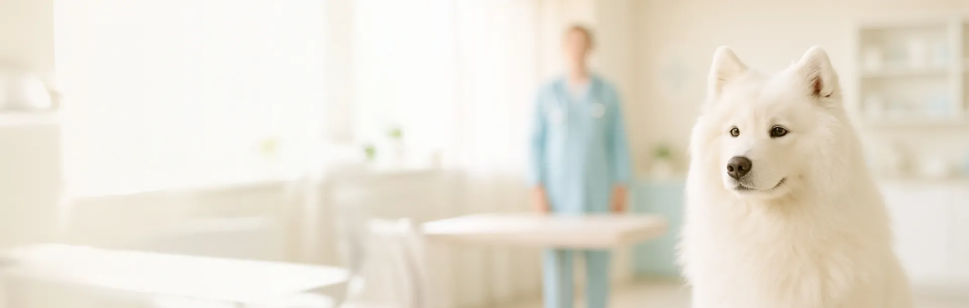 Vétérinaire expert avec un chien - Conseils Certivet