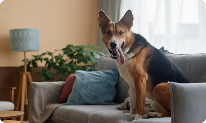 Morbi vel scelerisque nunc curabitur porta