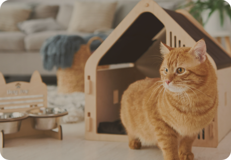 Le Guide Ultime Pour Votre Chat