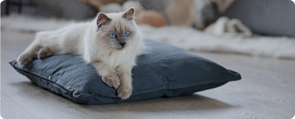 L'astuce Maline Pour Votre Chat