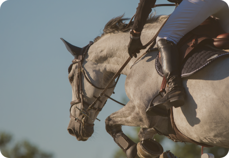 Astuces & Expertise Équestre