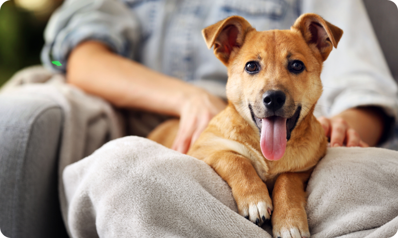 L'astuce Maline Pour Votre Chien