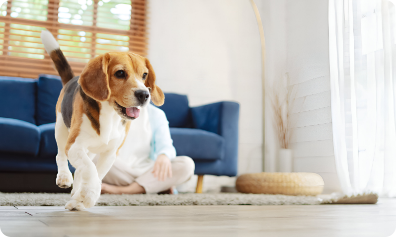 L'astuce Maline Pour Votre Chien