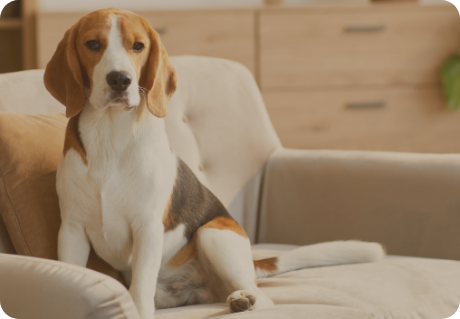 Bien-Être & Éducation Canine