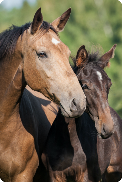 L'astuce Maline Pour Votre Cheval