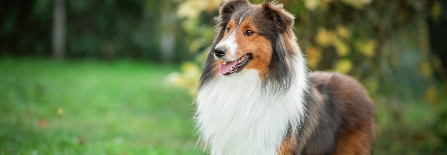 Comprendre l’arthrose chez le chien : signes, causes et traitement