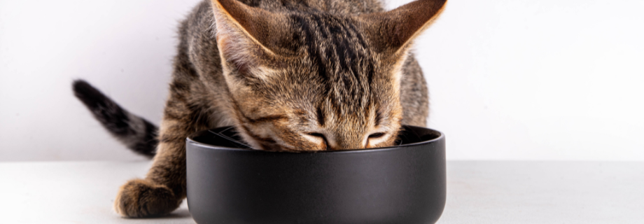 Adapter l’alimentation du chat senior : guide complet pour préserver sa santé et sa vitalité