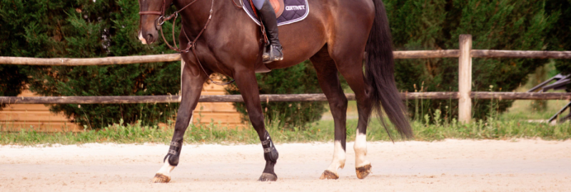 La région du boulet chez le cheval : anatomie, pathologies courantes et prise en charge