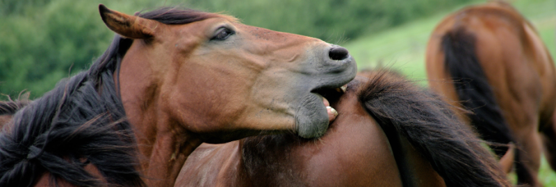 La dermite estivale : origine, signes cliniques, traitements et prévention