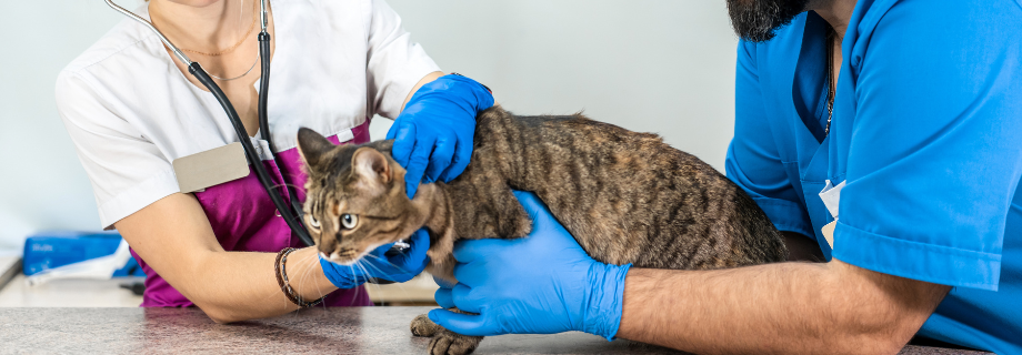 Le diabète chez le chat : tout ce que vous devez savoir pour protéger votre compagnon face à cette pathologie