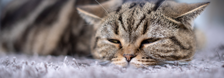 Tout savoir sur l’hyperthyroïdie chez le chat