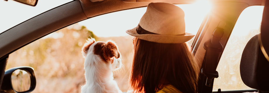 Voyager avec son chien sans stress : le guide complet