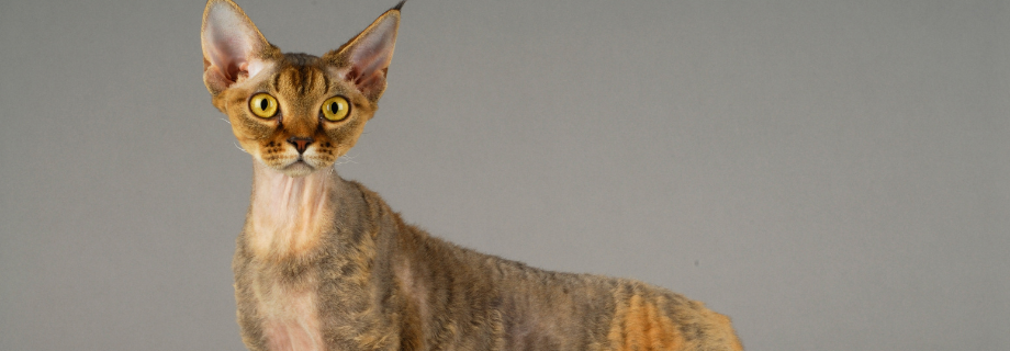 Le Devon Rex