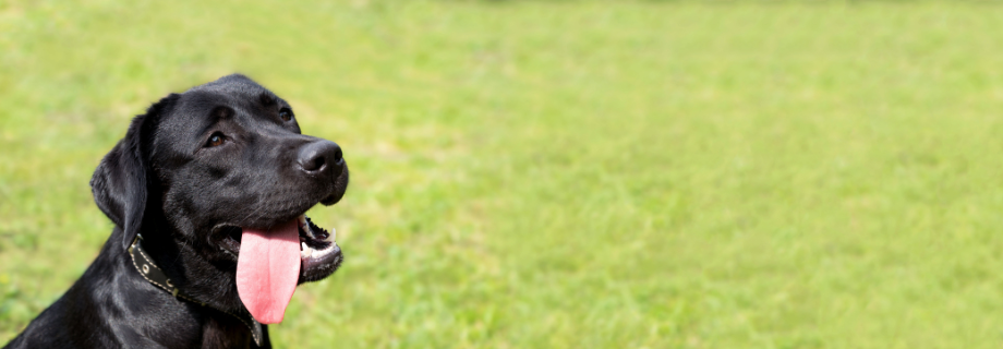 Tout savoir sur le labrador retriever