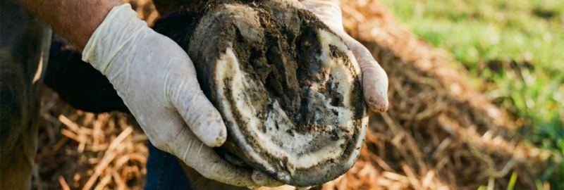 La fourmilière chez le cheval : origine, signes cliniques et prise en charge