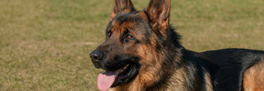 Tout savoir sur le Berger Allemand