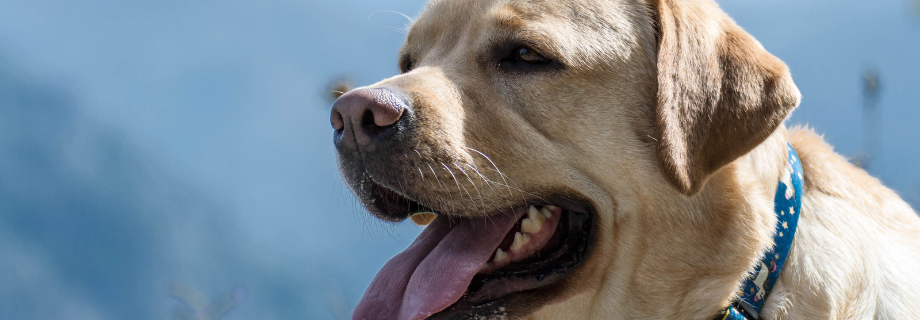 Comment éviter le coup de chaleur chez votre chien