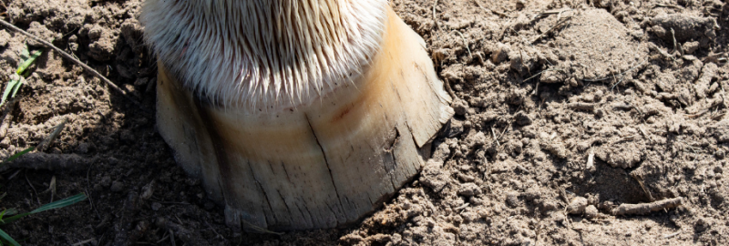 Seime chez le cheval : définition, origine et prise en charge