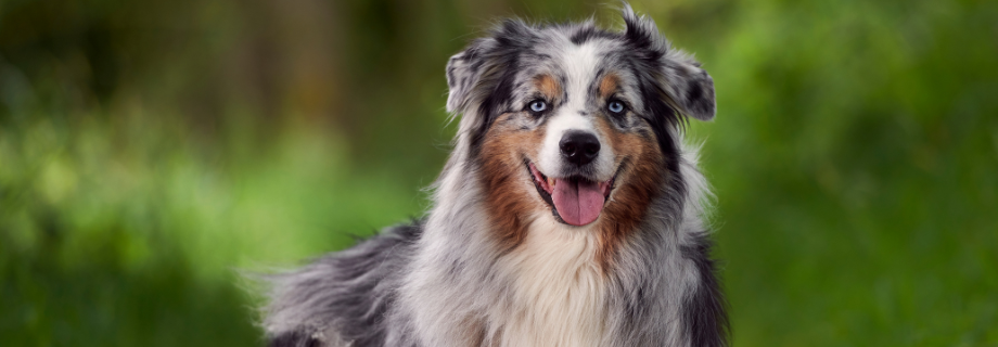 Le berger australien