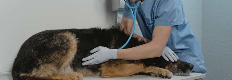 SDTE (Syndrome de dilatation-torsion de l’estomac) chez le chien : signes, prévention et bonnes habitudes alimentaires