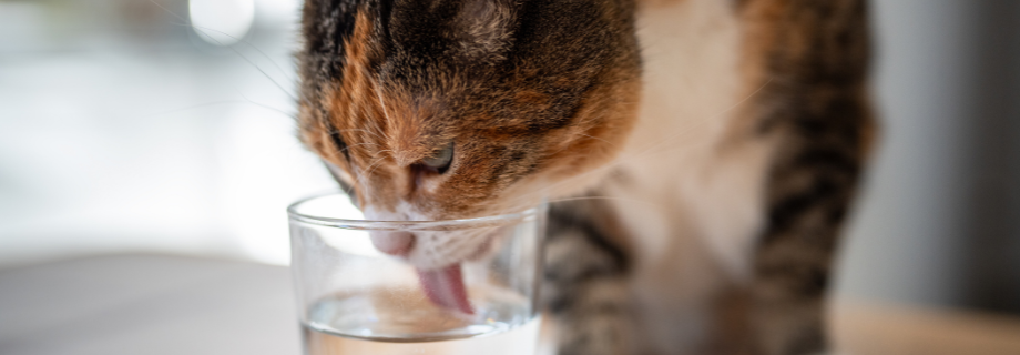 Comment veiller à la bonne hydratation de son chat ?