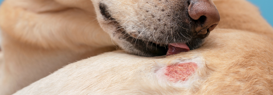 La dermatite chez le chien : comprendre, prévenir et agir