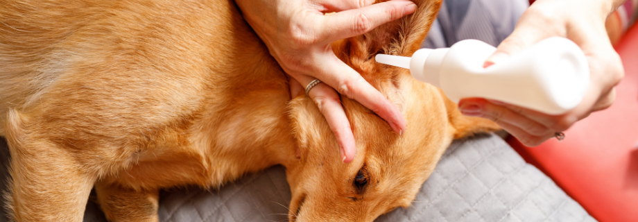 Comment nettoyer les oreilles de son chien : nos conseils