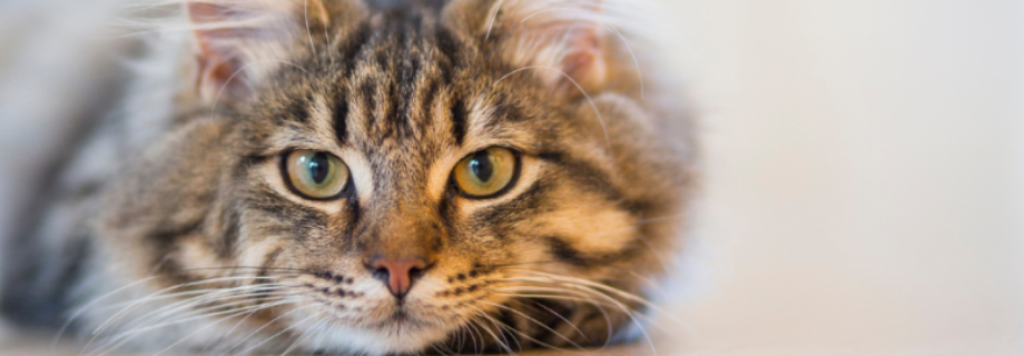 Comprendre l’insuffisance rénale chez le chat