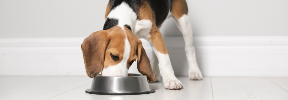 Bien nourrir un chien stérilisé