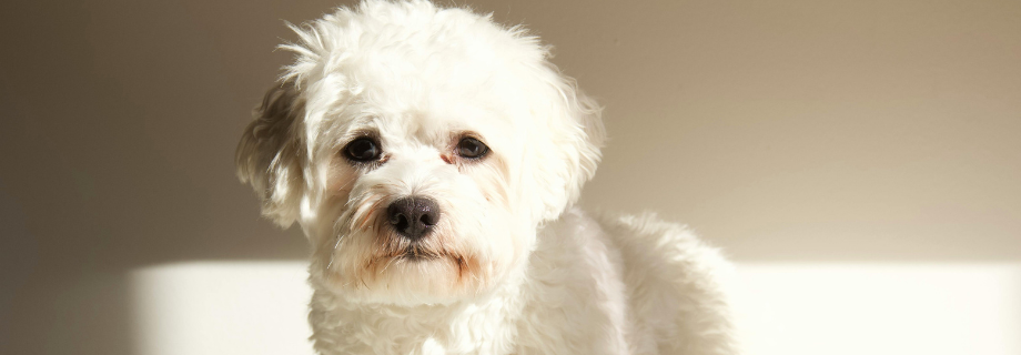 Tout savoir sur le bichon frisé
