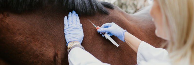 La vaccination du cheval : pourquoi ? comment ?