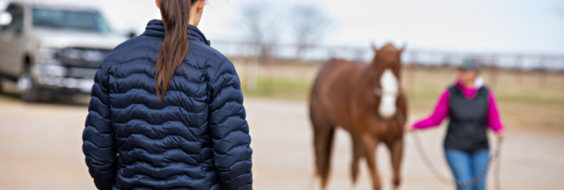 Mon cheval boite, que faire ?