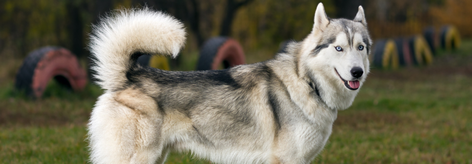 Husky de Sibérie : un chien vif et endurant