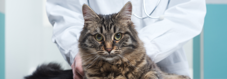 La Toxoplasmose chez le chat : comprendre, prévenir et agir