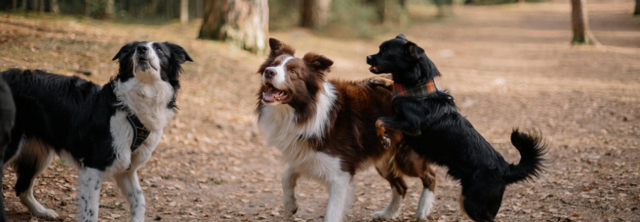 Sociabiliser son chien : les étapes essentielles