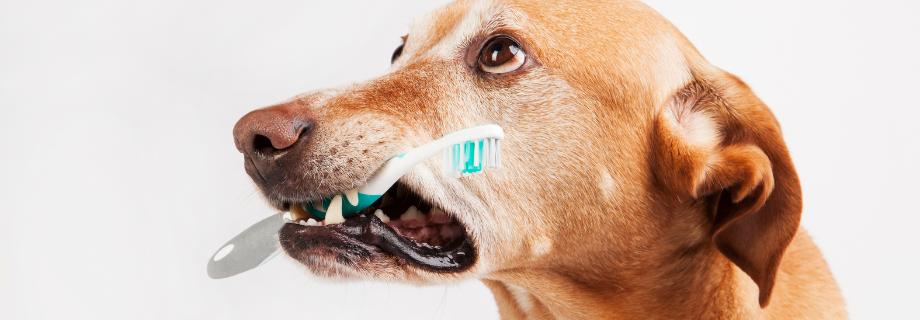 Comment prendre soin de la dentition de son chien ?