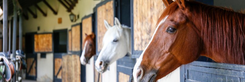 Vitamine E chez le cheval : quel est son rôle ? Faut-il en donner ?