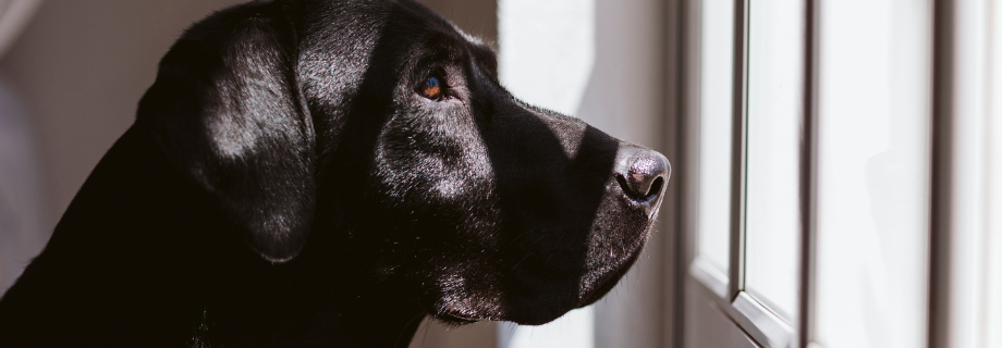 Gérer l’hyperattachement du chien : nos conseils