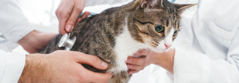 La calicivirose chez le chat : comprendre, prévenir et soigner