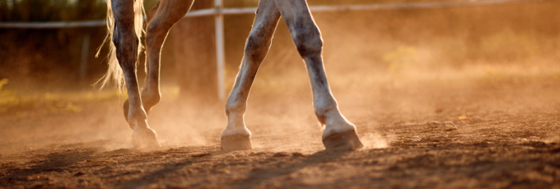 Tout savoir sur la tendinite du cheval