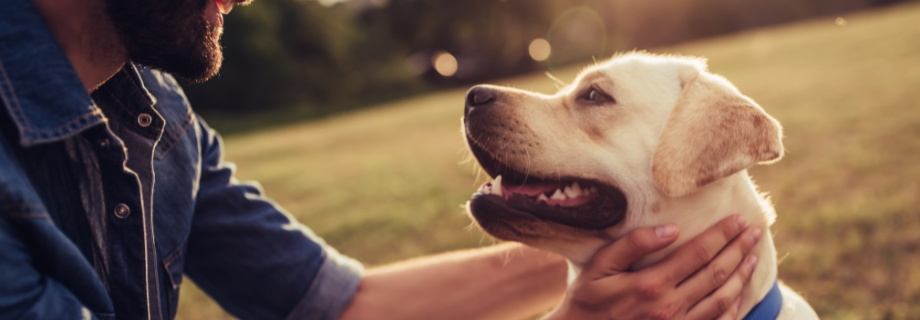 Probiotiques pour chiens : rééquilibrer la flore intestinale de votre compagnon