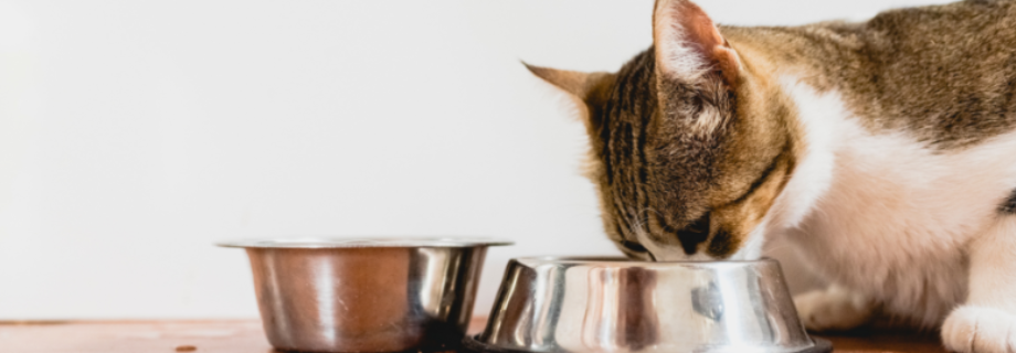 Transition alimentaire pour chat : comment changer ses croquettes ?