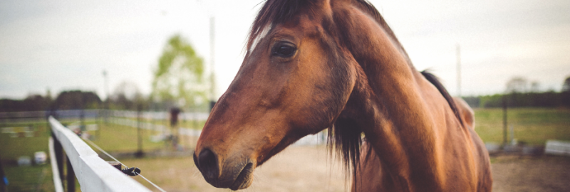 La piroplasmose équine : origine, signes cliniques et gestion